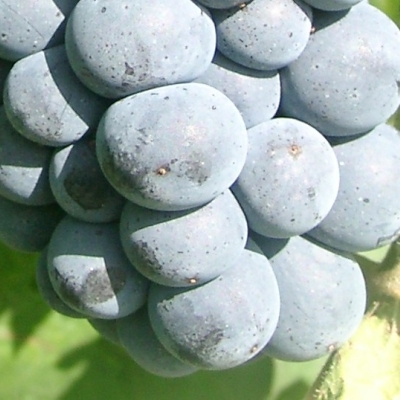 Hegel Beeren 6